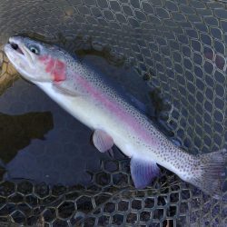 足で稼げ！ 大安トラウトレイク